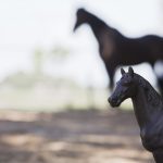 de Paardencoachopleiding - perspectief